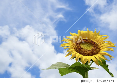 夏の空に咲く元気いっぱいの向日葵 青い空と白い雲 夏の空に咲く元気いっぱいの向日葵 青い空と白い雲 129367474