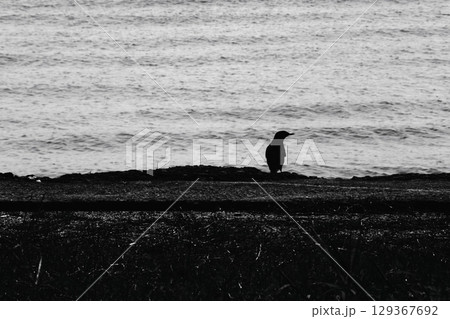 海辺でひとり佇む鳥 129367692