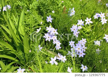 爽やか ハナニラの花 爽やか ハナニラの花 129367775