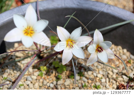 チューリップの花　レディジェーン 129367777