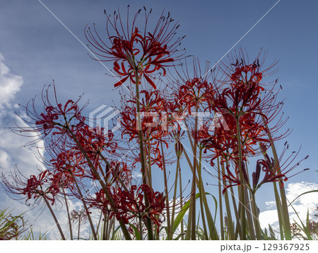 空へ伸びる命の紅　彼岸花 129367925