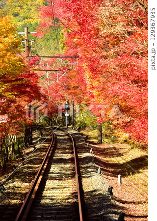 鞍馬寺へ向かう紅葉列車の線路とモミジのトンネル 鞍馬寺へ向かう紅葉列車の線路とモミジのトンネル 129367935