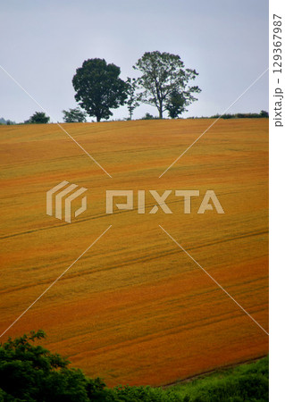 親子の木（北海道・上川郡美瑛町） 129367987