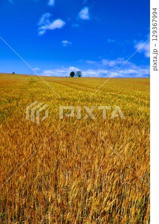 親子の木（北海道・上川郡美瑛町） 129367994