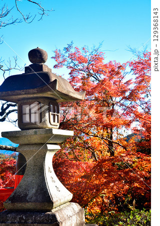 牛若丸ゆかりの寺 鞍馬寺の紅葉 129368143