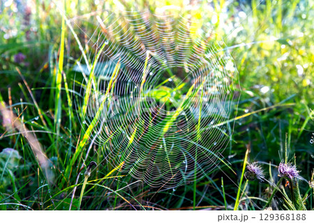 Cobwebs in the rays of the sun in the morning grass. landscape in nature Cobwebs in the rays of the sun in the morning grass. landscape in nature 129368188