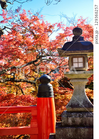 牛若丸ゆかりの寺 鞍馬寺の紅葉 129368257