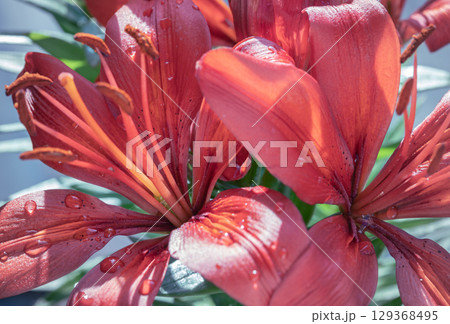 Water droplets on the vibrant red petals of blooming Lilium philadelphicum. Water droplets on the vibrant red petals of blooming Lilium philadelphicum. 129368495