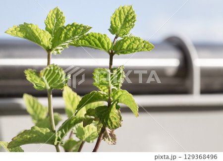 Spearmint (Mentha spicata) is a popular herb known for its refreshing flavor and aroma, widely used in culinary applications and beverages. 129368496