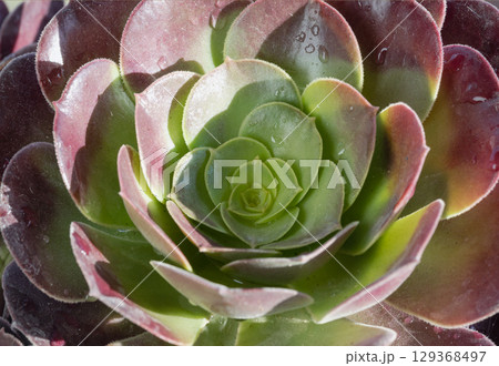 Aeonium 'Velour' succulent, recognized by its distinctive rosette-shaped to rounded arrangements. 129368497