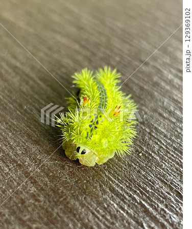 ヒロヘリアオイラガの幼虫 129369102