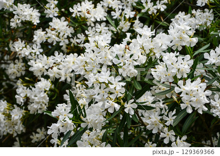 キョウチクトウ　Oleander 129369366