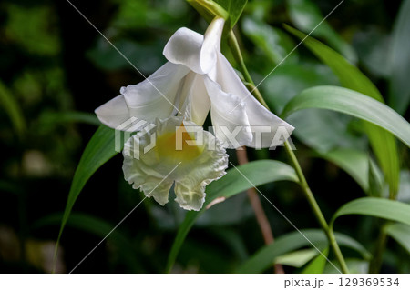 ソブラリア・レウコクサンタの花【ラン科ソブラリア属】 129369534
