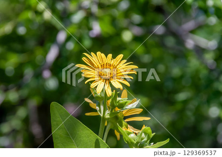 北アメリカ原産で小ぶりな黄色い花が咲くシカクヒマワリ 北アメリカ原産で小ぶりな黄色い花が咲くシカクヒマワリ 129369537