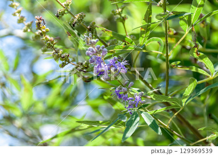 ハーブとしても知られるセイヨウニンジンボク【シソ科】 ハーブとしても知られるセイヨウニンジンボク【シソ科】 129369539