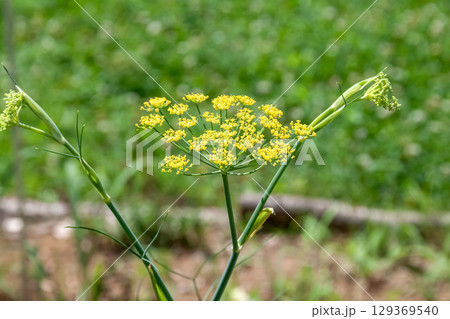 ハーブの一種で甘みある香りがするウイキョウの花 ハーブの一種で甘みある香りがするウイキョウの花 129369540