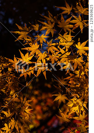 国営武蔵丘陵森林公園の紅葉 129369625