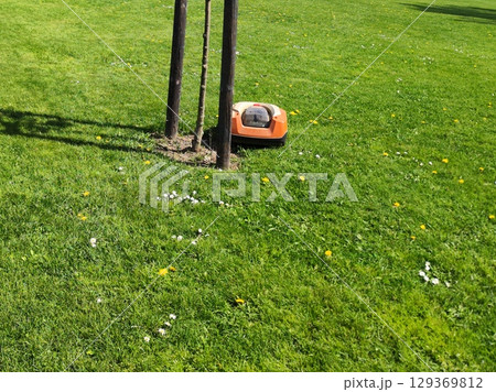 An orange robotic lawnmower is on a lush green lawn dotted with small yellow dandelions Taraxacum officinale and white flowers An orange robotic lawnmower is on a lush green lawn dotted with small yellow dandelions Taraxacum officinale and white flowers 129369812