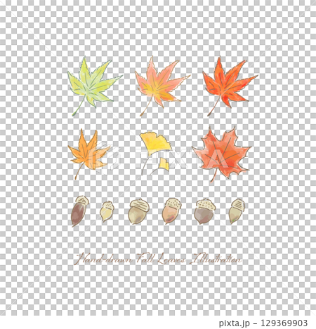 秋の紅葉やイチョウ、楓、どんぐりのアイコン素材セット (ベクター、手描き、水彩画) 129369903