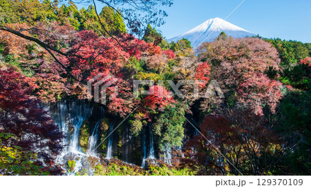 白糸の滝と富士山(秋) 白糸の滝と富士山(秋) 129370109