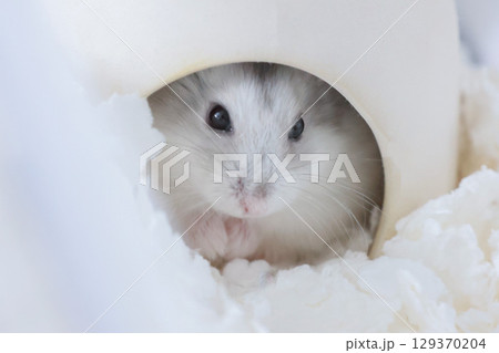 小屋から顔を出すハムスター 小屋から顔を出すハムスター 129370204