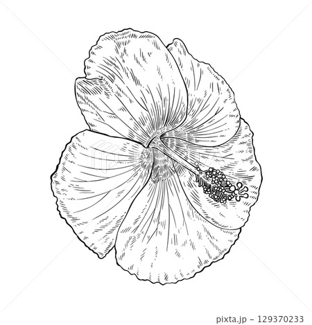 Hibiscus floral tropical flowers drawing. Hibiscus floral tropical flowers drawing. 129370233