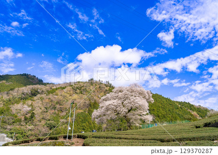 静岡県島田市川根町 茶畑の中の樹齢300年の一本桜 牛代のみずめ桜 静岡県島田市川根町 茶畑の中の樹齢300年の一本桜 牛代のみずめ桜 129370287