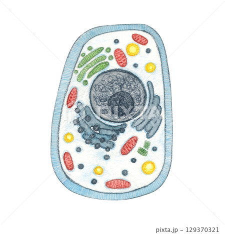 Cytological structure of an animal cell. Watercolor illustration hand drawn, cartoon. Drawing for stickers, posters, postcard blanks, scrapbooking, journaling. science, cytology, biology, research Cytological structure of an animal cell. Watercolor illustration hand drawn, cartoon. Drawing for stickers, posters, postcard blanks, scrapbooking, journaling. science, cytology, biology, research 129370321