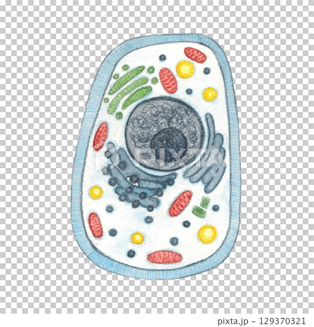 Cytological structure of an animal cell. Watercolor illustration hand drawn, cartoon. Drawing for stickers, posters, postcard blanks, scrapbooking, journaling. science, cytology, biology, research 129370321