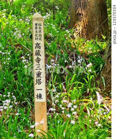 シャガと高蔵寺三重塔の案内 シャガと高蔵寺三重塔の案内 129370384
