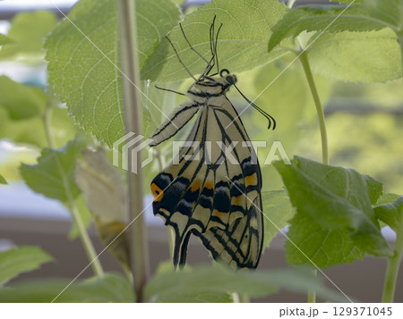 羽化直後のアゲハチョウと新緑 129371045