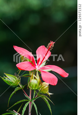 夏の花 モミジアオイ 129371312