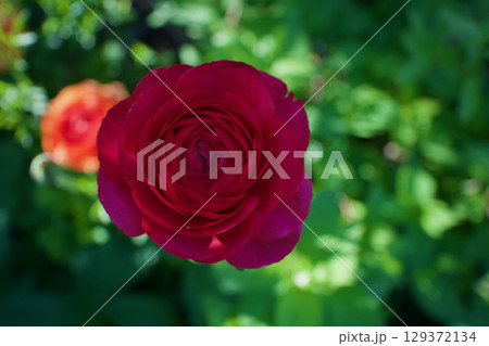 ラナンキュラスの開花、「晴れやかな魅力」の花言葉。赤色は「あなたは魅力に満ちている」の花言葉も。 ラナンキュラスの開花、「晴れやかな魅力」の花言葉。赤色は「あなたは魅力に満ちている」の花言葉も。 129372134