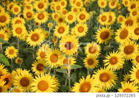 益子町　満開のひまわり畑と朝霧 129372265