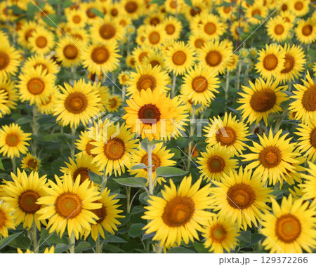 益子町　満開のひまわり畑と朝霧 129372266