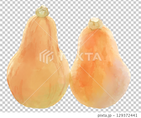 Watercolor illustration of two butternut squashes lined up 129372441