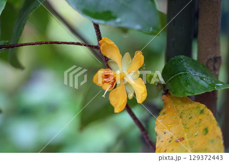 オクナ・キルキー ミッキーマウスツリーの花 オクナ・キルキー ミッキーマウスツリーの花 129372443