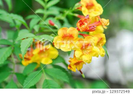 Orange Esperanza, Orangebells or Orange Trumpet Bush or Orange Star Tecoma or Orange Jubilee or BIGNONIACEAE or Trumpet vine, Yellow bell or Yellow elder or bicolor flower or yellow and orange flower 129372549
