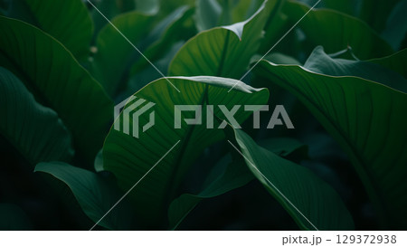 Lush green foliage: a close-up of tropical leaves displaying vibrant textures and serene atmosphere Lush green foliage: a close-up of tropical leaves displaying vibrant textures and serene atmosphere 129372938