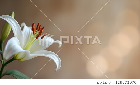 Elegant White Lily Blossom with Blurred Background for Floral Beauty and Serenity 129372970