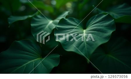 A captivating shot featuring lush green leaves with intricate vein patterns creates a calming botanical scene A captivating shot featuring lush green leaves with intricate vein patterns creates a calming botanical scene 129373056