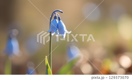Delicate beauty of Scilla bifolia flowers blooming in early spring a lovely natural scene 129373070