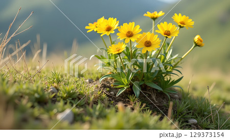 A beautiful and captivating close-up of bright yellow daisies in a lush green meadow sunshine 129373154