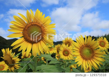 ひまわり畑3486 129373310