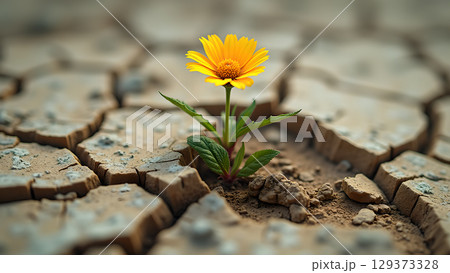 Resilience of Life: A Lone Yellow Flower Emerges from Arid Cracked Earth Landscape Depicting Hope 129373328