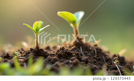 Close up of young plants growing in the soil with sunlight representing new beginnings Close up of young plants growing in the soil with sunlight representing new beginnings 129373445