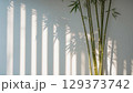 Elegant bamboo plant positioned against a wall, casting beautiful shadows, illuminated by natural light, enhancing the tranquil ambiance of the environment 129373742