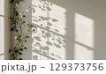 Green vine with white flowers creates beautiful shadows on a bright wall, enhancing the tranquil ambiance of the interior space with natural elements 129373756