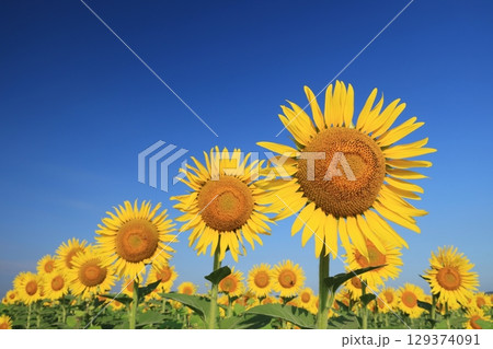 ひまわり3596 129374091