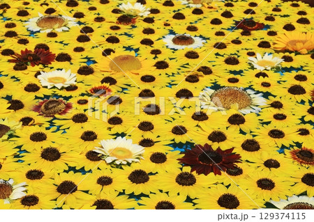 ひまわり3652 129374115